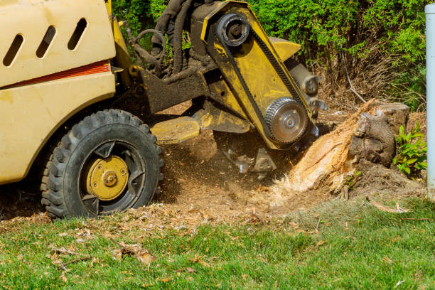 Leaf Removal in Virginia, IL